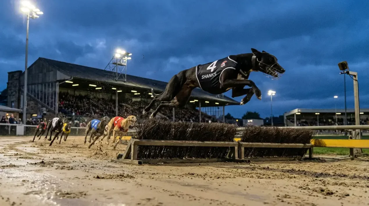 Greyhound Hurdle Racing: A Specialist Betting Guide