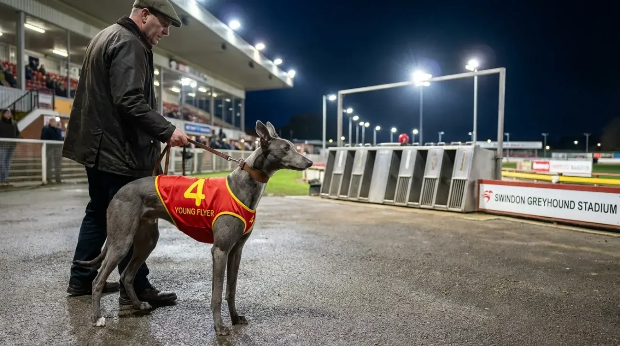 Greyhound Puppy Racing: Spotting Future Stars Early